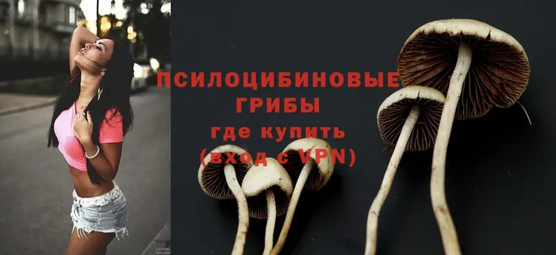 купить   Ясногорск  Галлюциногенные грибы MAGIC MUSHROOMS 